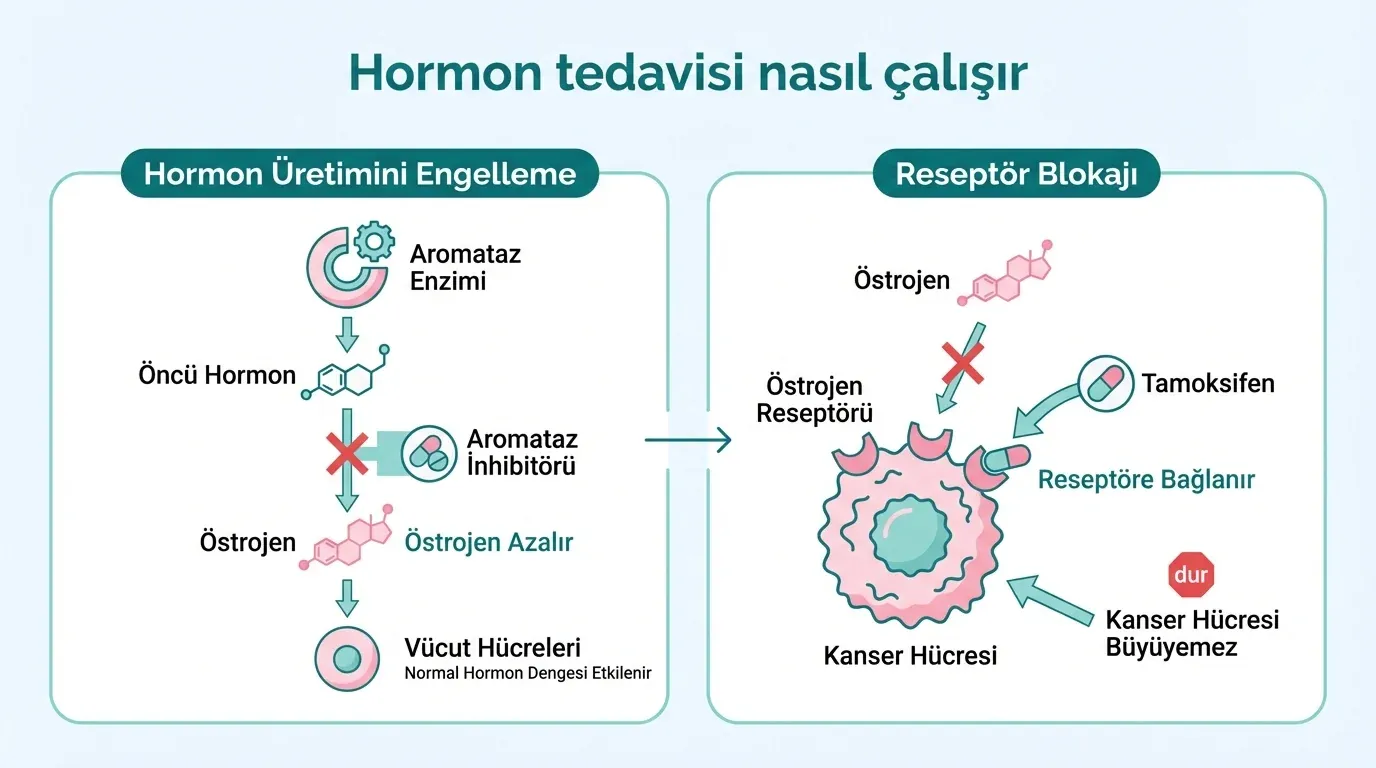 Hormon Tedavisi Nedir? görsel özeti