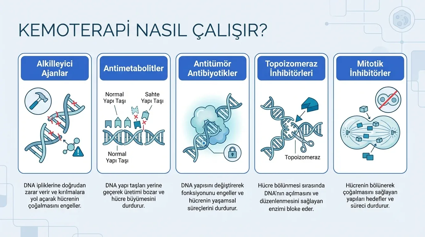 Kemoterapi Nedir, Nasıl Çalışır? görsel özeti